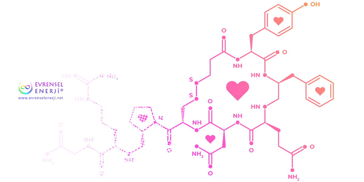 Oksitosin Akışı